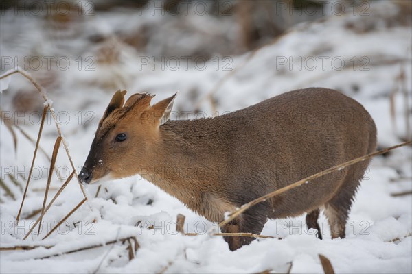 Muntjac