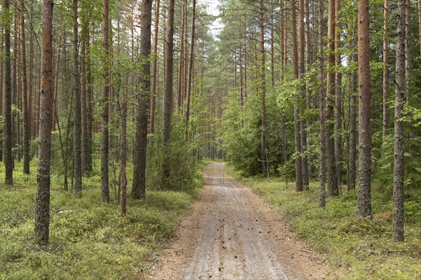 Forest path through green mixed forest