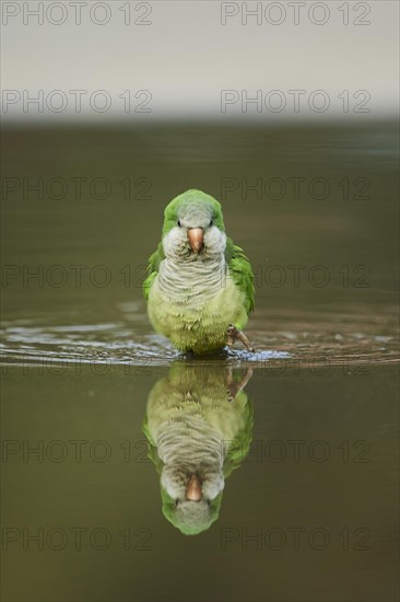 Monk parakeet