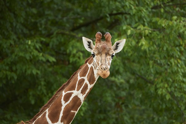 Reticulated giraffe