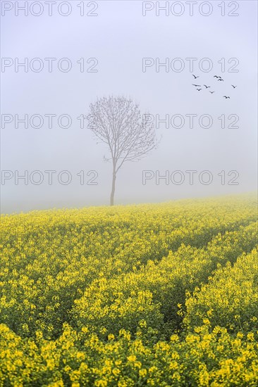 Rape field in bloom