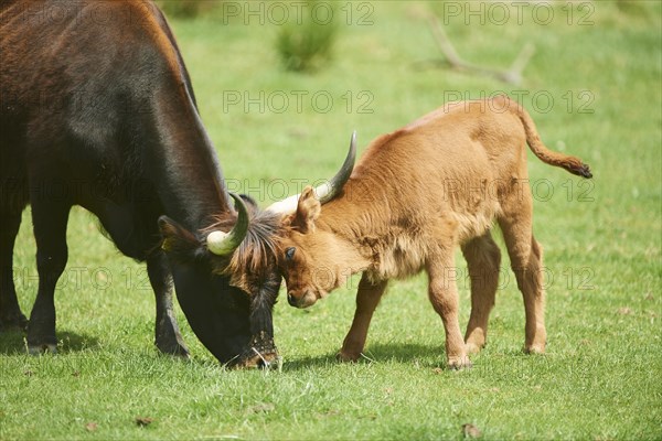 Aurochs