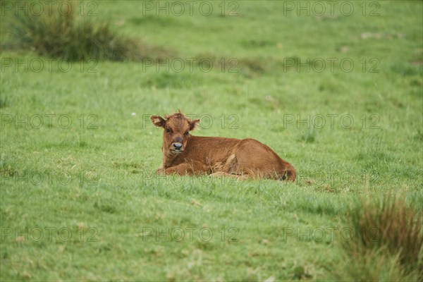 Aurochs