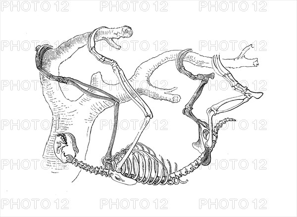 Skeleton of pale-throated sloth