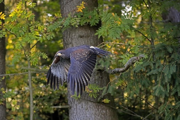 Harris's hawk