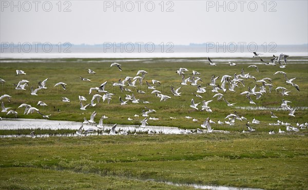 Black-headed gulls