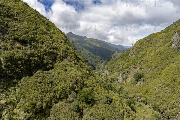 Wooded mountains