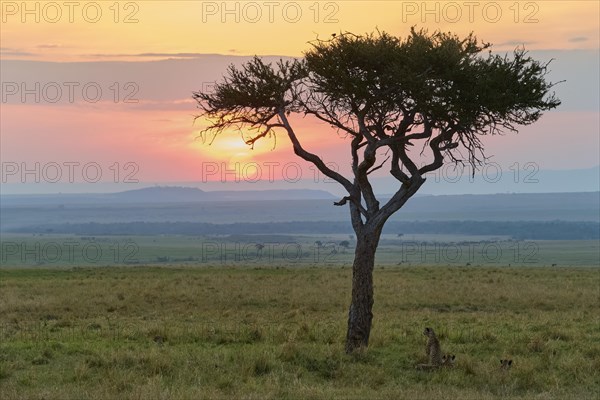 Umbrella thorn acacia