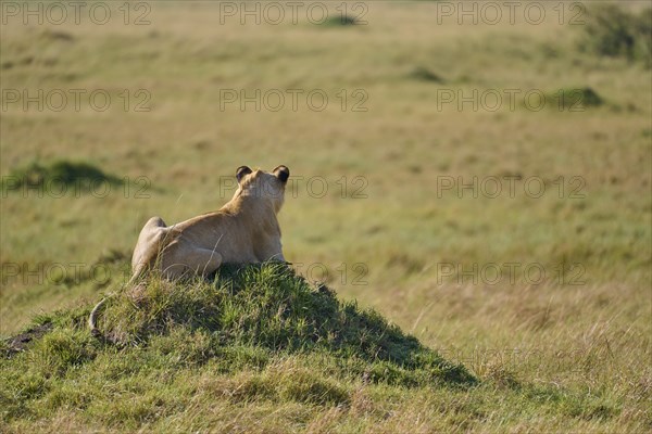 African lion