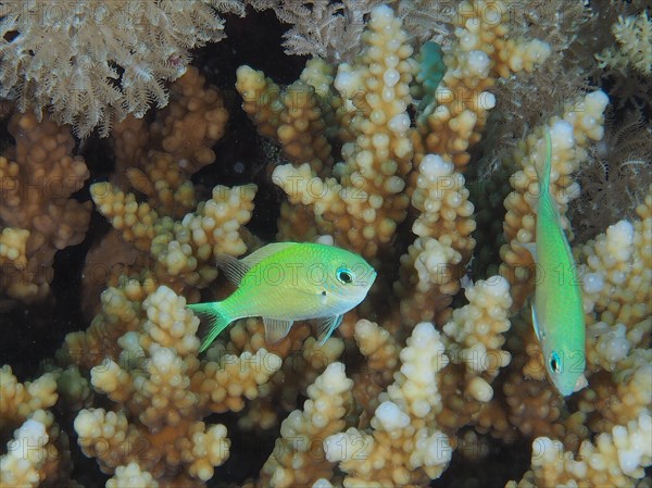 Green green chromis