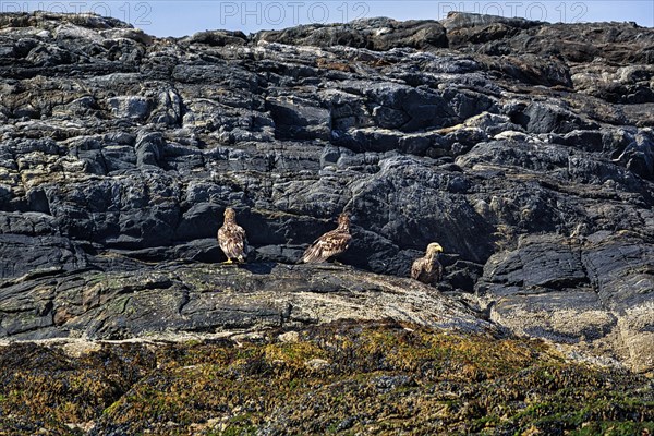 White-tailed eagle