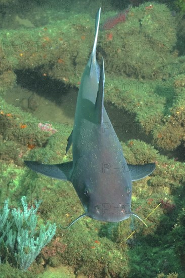 Natal Sea Catfish