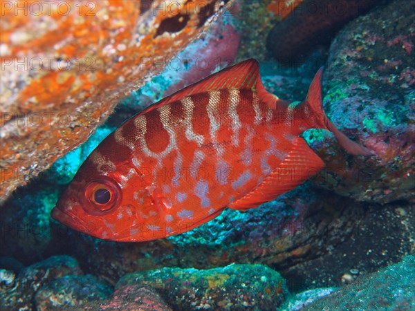 Bigeye glasseye snapper