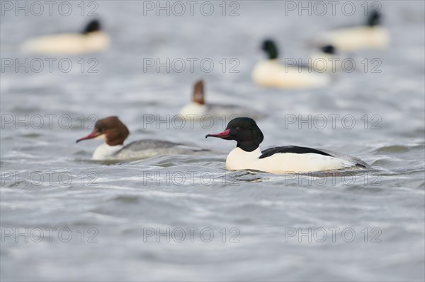 Common merganser