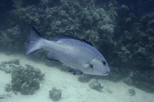 Two-spot red snapper