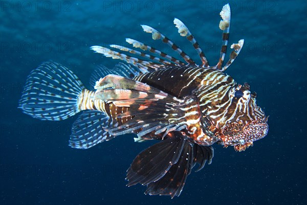 Common lionfish