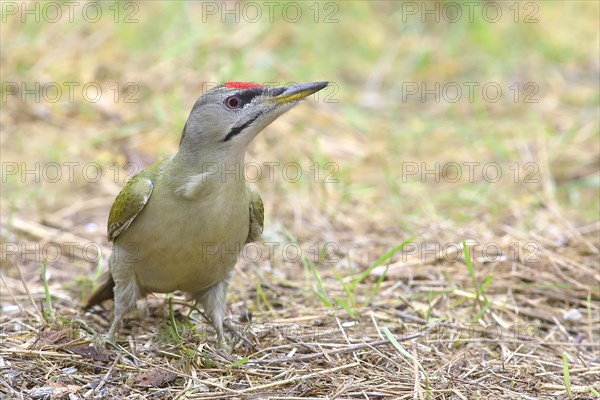 Grey-headed woodpecker