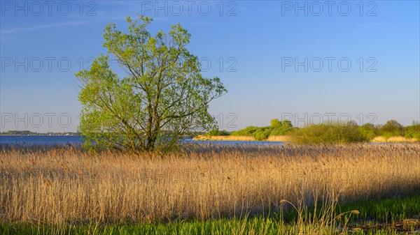 View over the reeds on the shore of Lake Duemmer