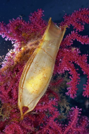 Egg capsule of nursehound