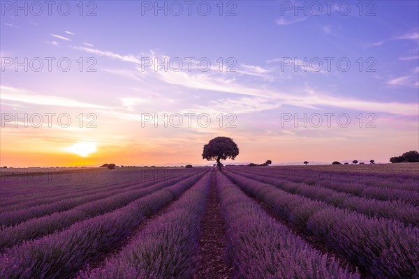 Lavender field at sunset