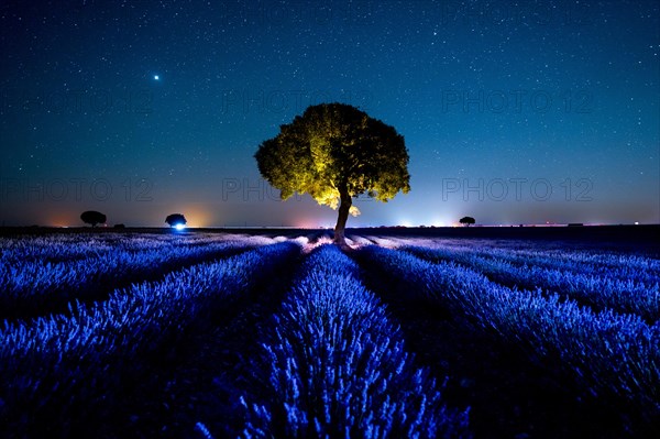 Milky Way in a summer lavender field with illuminated flowers