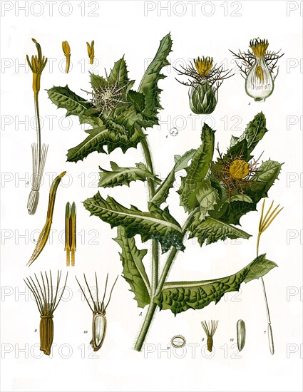 Medicinal plant