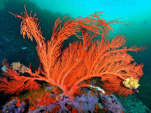 Plamate sea fan