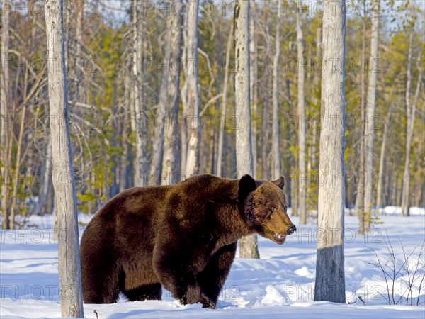 European brown bear