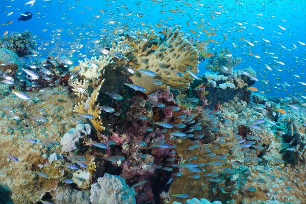 Shoal group of red sea dwarf sweeper