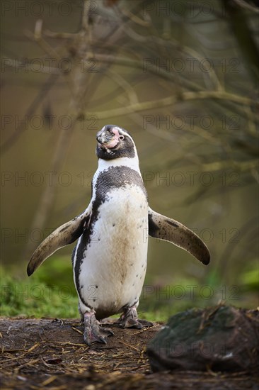 Humboldt penguin