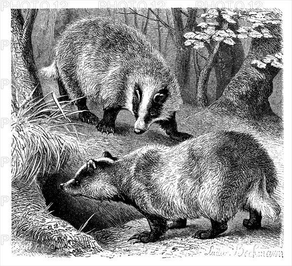 European badger