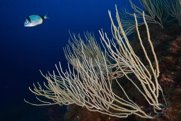 White gorgonian