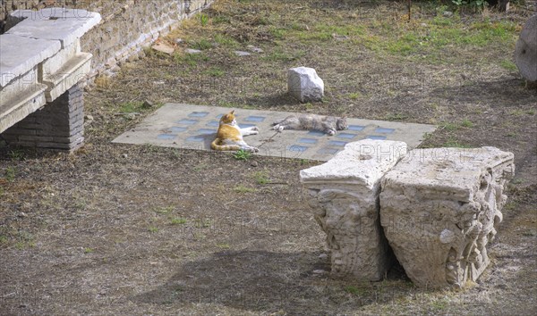 Cats at Largo di Torre Argentina