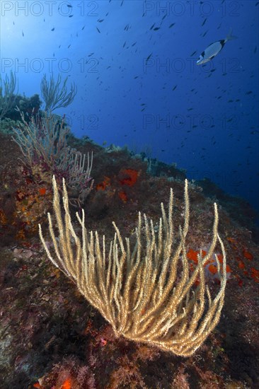 White gorgonian