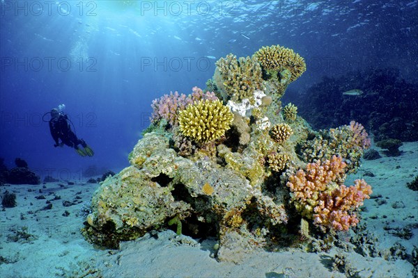 Large coral block with Low Staghorn Coral