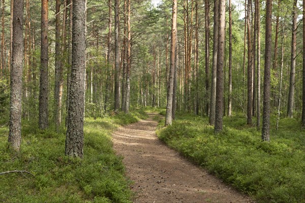 Forest path through green mixed forest