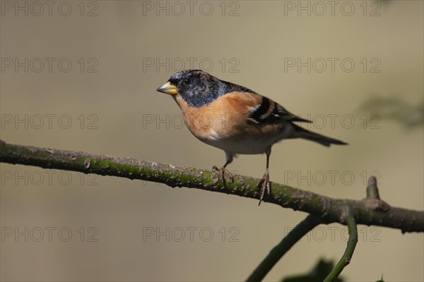 Brambling