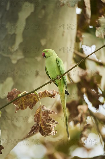 Monk parakeet