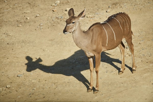 Greater kudu