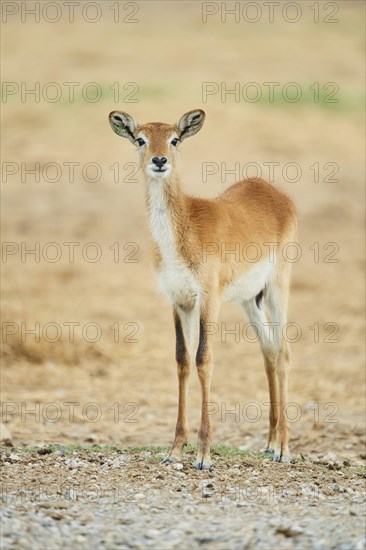 Southern lechwe