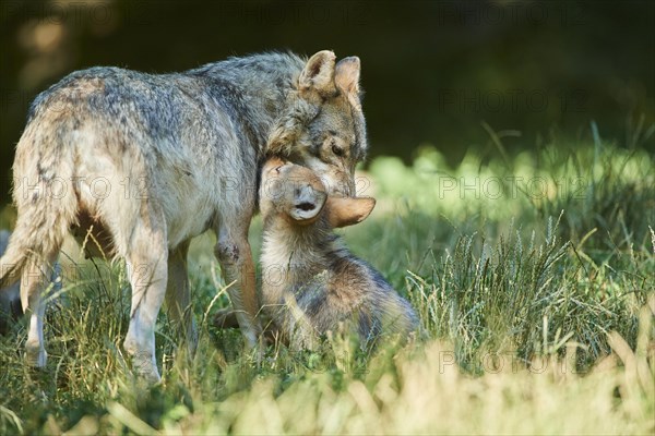 Eastern wolf