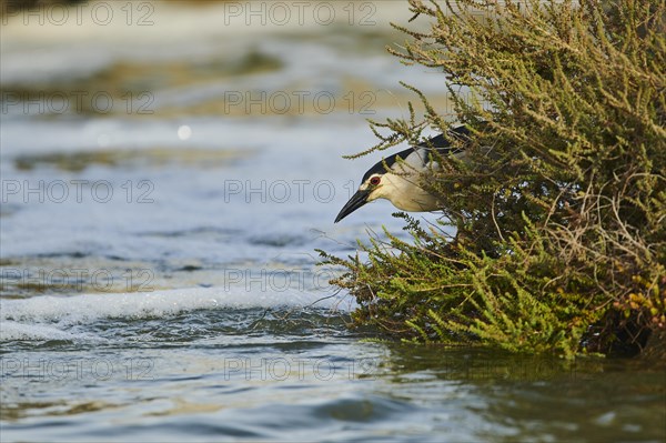 Black-crowned night heron