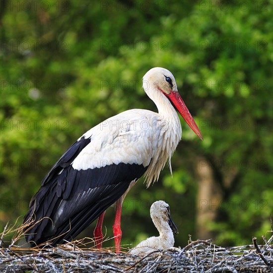 White stork