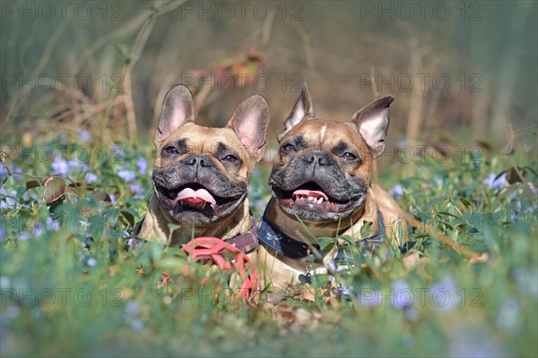Two happy brown French Bulldog dogs lying on forest ground between blooming spring flowers