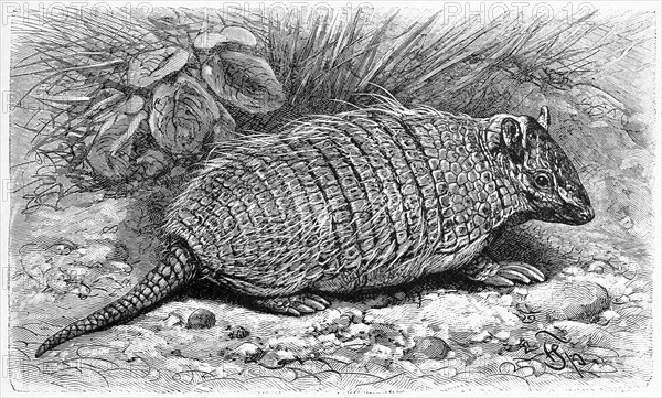 Six-banded armadillo