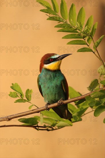 European bee-eater