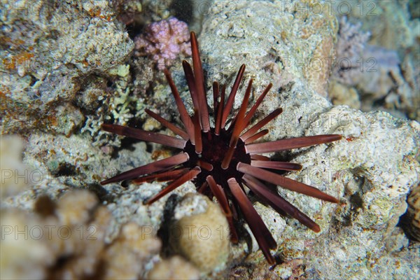 Pencil sea urchin