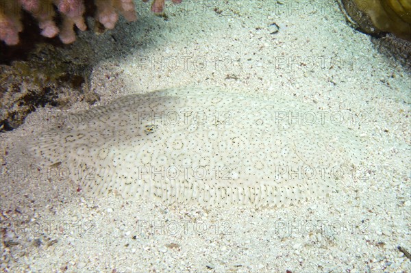 A well camouflaged finless sole