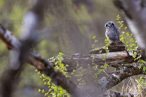 Northern hawk owl