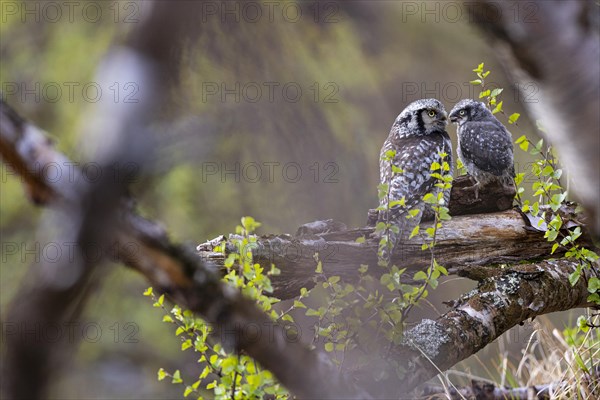 Northern hawk owl